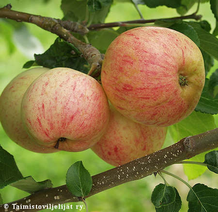Malus 'Moskovan Prynomena' tarhaomenapuu